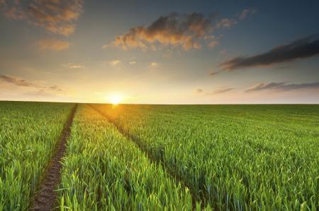 Agricultural field with sunshine on the horizon